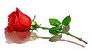 red rose1